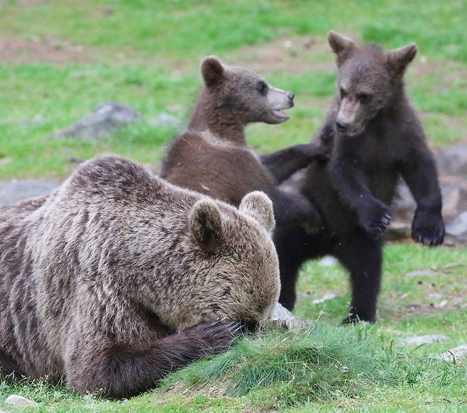 멜리사 놀란의 작품 ‘곰이 필요한 것’. “제발 5초만! 어미 갈색곰이 조금만 쉬지고 한다.” 핀란드 마틴셀코넨에서 찍었다.