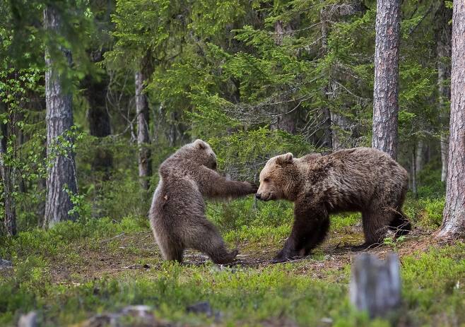 한넬 카이올라의 작품 ‘녹아웃’. 핀란드의 수오루살미에서 어미곰과 새끼 곰이 놀고 있다.