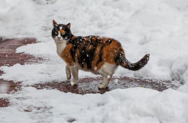 유례없는 한파에 이번 겨울도 길고양이가 힘든 것은 마찬가지다. 게티이미지뱅크