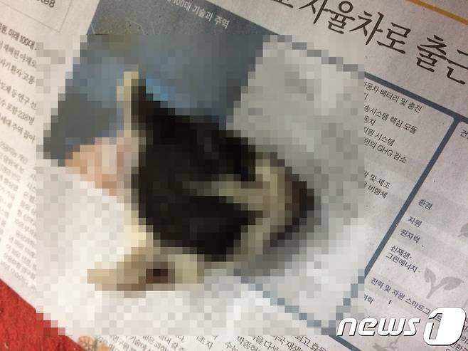 서울 마포구 공덕시장 내에서 발견된 새끼 길고양이 머리.(사진 제보자 제공)© News1
