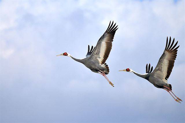 강원 철원군 민통선 내 철원평야를 찾은 재두루미가 힘차게 비행하고 있다. 국립생태원 제공