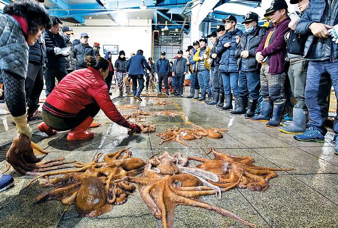 포항 죽도시장 문어 경매.