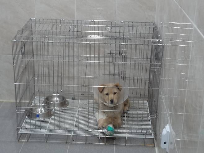 2월초 서울시 강북에서 구조된 새끼 진도믹스견. 다리 골절이 있어 격리실에서 치료 중이다.