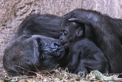 독일 라이프치지 동물원의 고릴라 모자. 새끼는 갓 태어났다. 2.7 [AP=연합뉴스〕