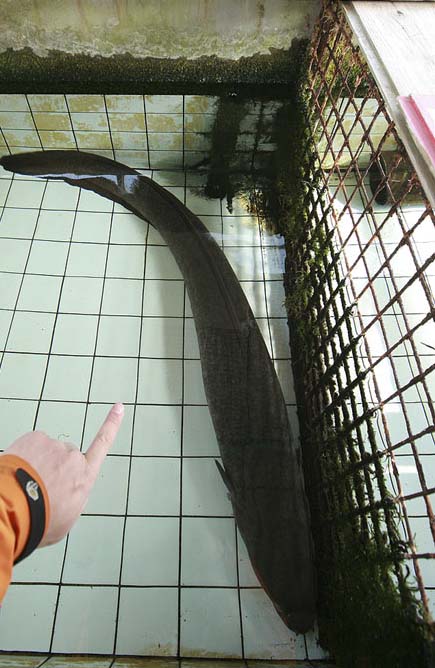 길이 2m가 넘는 뱀장어(성연재 기자)