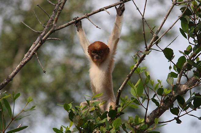 어린 긴코원숭이. 긴코원숭이는 주로 나무 위에서 생활하며 물가를 떠나지 않는 세계적 멸종위기종이다. 마쓰다 잇키 제공