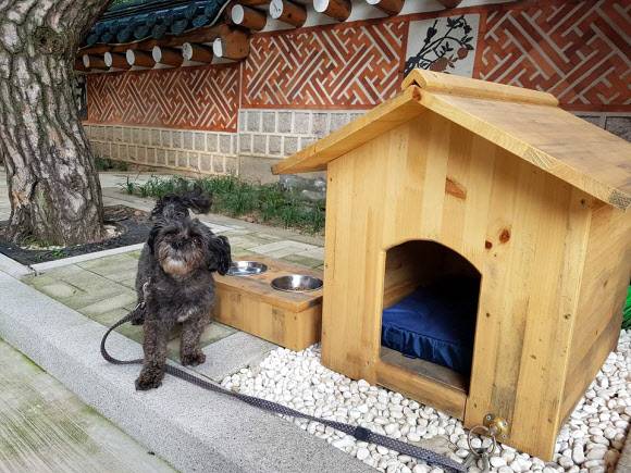 ‘퍼스트 도그’의 근황 공개 - 임종석 대통령 비서실장이 5일 오후 ‘퍼스트 도그’ 토리의 사진을 자신의 페이스북에 게재했다. 2017.8.5 임종석 비서실장 페이스북 캡쳐=연합뉴스 ‘퍼스트 도그’의 근황 공개 - 임종석 대통령 비서실장이 5일 오후 ‘퍼스트 도그’ 토리의 사진을 자신의 페이스북에 게재했다. 2017.8.5 임종석 비서실장 페이스북 캡쳐=연합뉴스