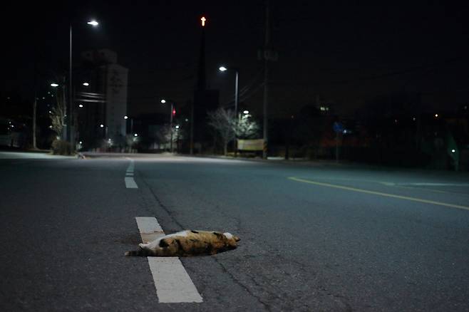 길고양이들은 길에서 죽는다. 대부분 자신의 의지와 상관없이.