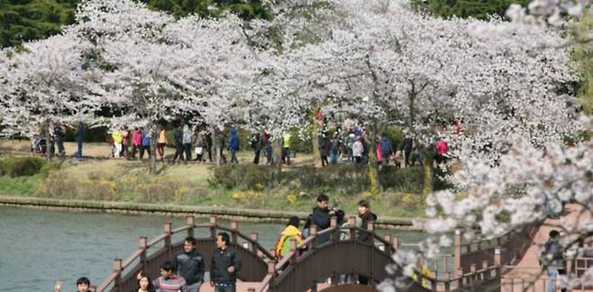 호수와 어우러져 환상적인 풍경을 자랑하는 경주 보문호 벚꽃단지. (사진=자유투어 제공)