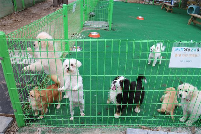 강아지들만 따로 모아 놓은 강아지 유치원에 강아지들이 모여 있다. 이곳은 때에 따라 체험을 위해 개방된다.