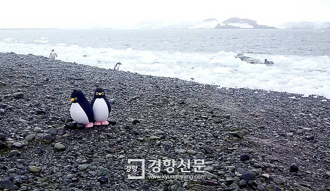 젠투 펭귄 서식지인 남극 그리니치 섬의 양키 하버. 김연식 항해사의 펭귄 인형 탐이와 똑이  <그린피스 제공>