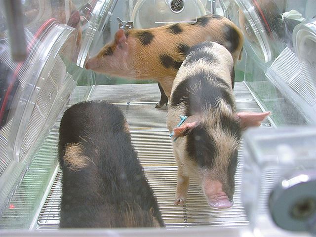 서울대 의대 의생명특수자원동물센터의 무균미니돼지들 모습. 서울대병원 제공