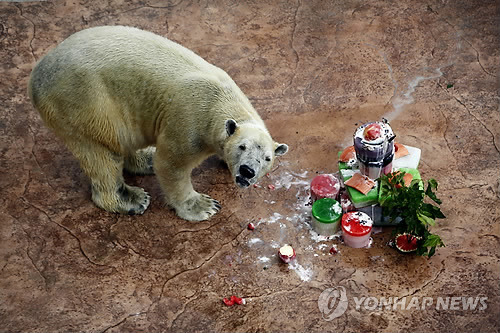 하늘나라로 떠난 '열대 북극곰' 이누카 (싱가포르 AP=연합뉴스) 북극곰 가운데 유일하게 열대지역에서 태어난 '이누카'가 2013년 12월 싱가포르 동물원에서 23번째 생일 축하 케이크를 먹고 있다. 현지 언론은 25일(현지시간) 싱가포르 동물원이 각종 퇴행성 질환에 시달려온 이누카를 마취에서 깨어나지 않도록 해 안락사시켰다고 전했다.       ymarshal@yna.co.kr