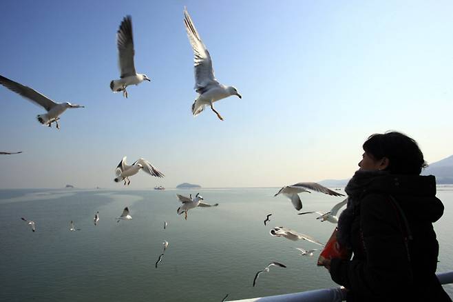 장봉도로 가는 뱃길, 갈매기의 환영 인사가 뜨겁다.