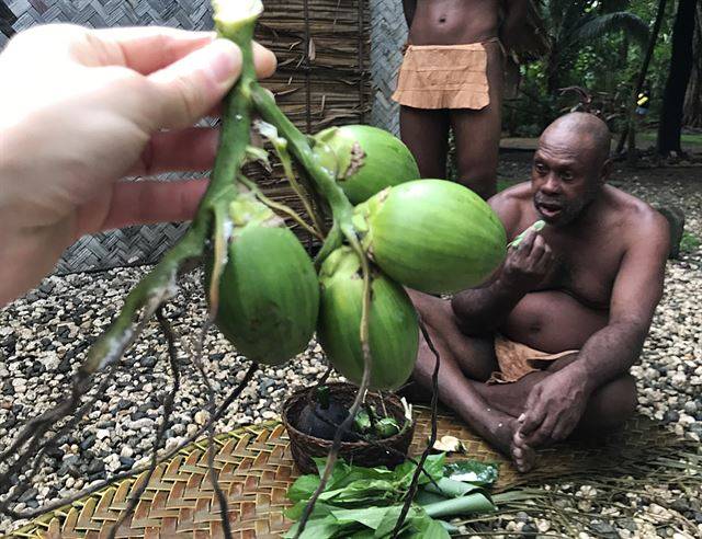 솔로몬 원시생활인들이 외부인을 맞을 때 건네는 비틀넛, 떫은 맛을 어떻게 표현할 길이 없다.