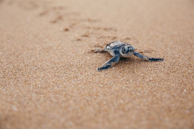 바다로 나아가는 새끼 바다거북. WWF 제공