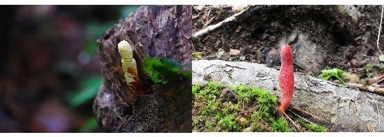 어린 영지(약용, 왼쪽)와 붉은사슴뿔버섯(독버섯)