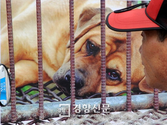 한 동물보호단체가 전시한 개 사진을 지나가는 시민이 들여다 보고 있다.  경향신문 자료사진