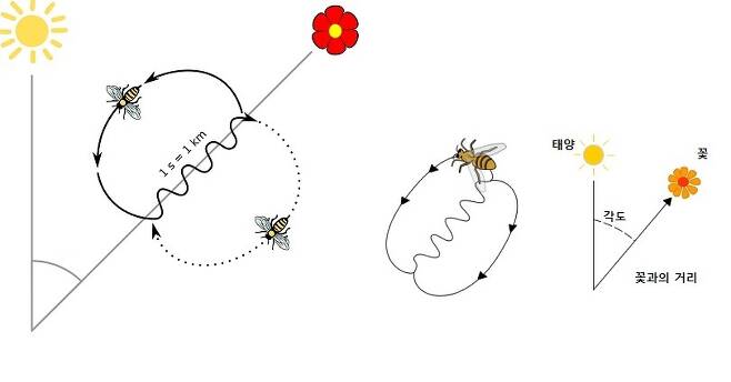 꿀을 얻을 수 있는 꽃의 위치를 동료들에게 알리기 위해 벌은 8자 춤을 춘다. 8자 춤에는 꽃의 방향과 거리를 알려주는 내용이다. [중앙포토]
