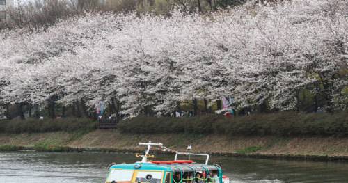 지난 4월 벚꽃이 만발한 석촌호수.