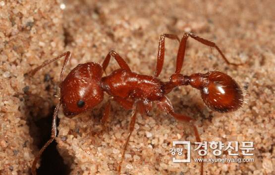 붉은불개미. 구글