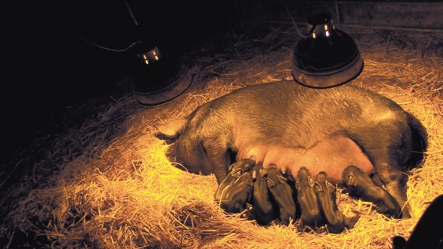 산골농장 원가자농에서 엄마 돼지 십순이가 새끼돼지를 낳은 날