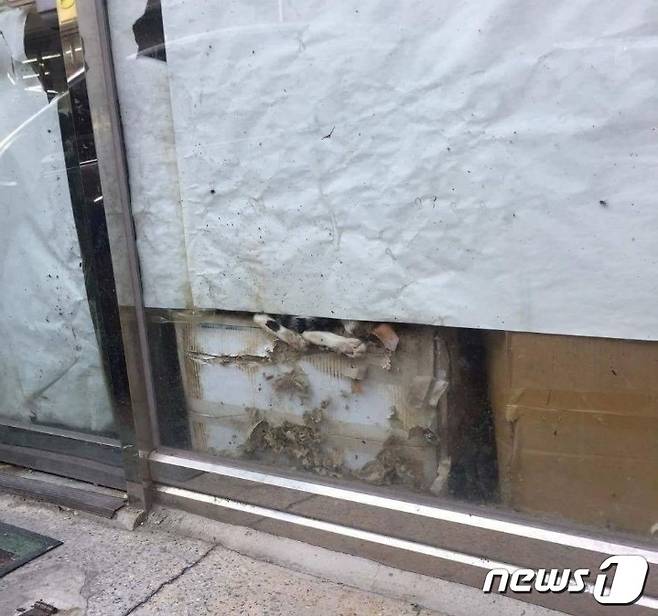 지난해 9월 폐업한 카페에서 방치됐던 고양이들이 죽었다는 제보가 대구의 한 대학 SNS에 올라와 네티즌들의 공분을 샀다(사진 SNS 캡처)© News1