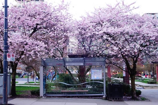 벚꽃이 활짝 핀 밴쿠버 시내. 사진=김병철 ⓒ김병철