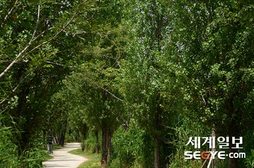 23일 서울 용산구 이촌한강에서 시민들이 가로수 길을 걸으며 여유로운 주말을 즐기고 있다.