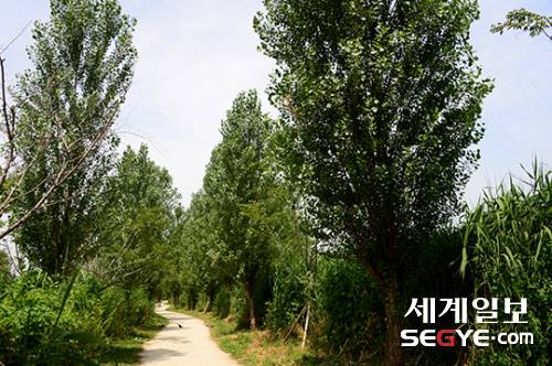 23일 서울 용산구 이촌한강에서 시민들이 가로수 길을 걸으며 여유로운 주말을 즐기고 있다.