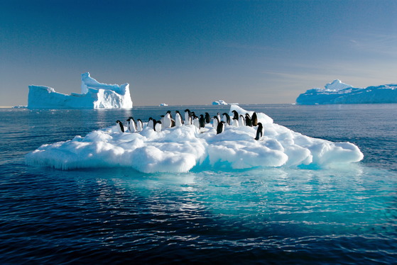 극지연구소가 '극지 해양생물 아쿠아리움 시스템'을 개발함으로써 국내에서 남극 해양생물을 만날 수 있게 됐다. 사진은 2007년 3월, 호주 남부 남극해에서 발견된 아델리 펭귄의 모습 [AFP=연합뉴스]