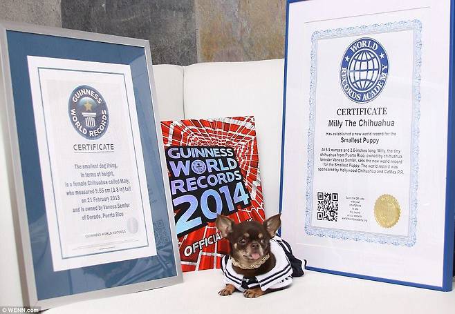‘세계에서 가장 작은 개’로 유명한 치와와 밀리는 또 다른 기네스 기록을 보유하게 됐다.