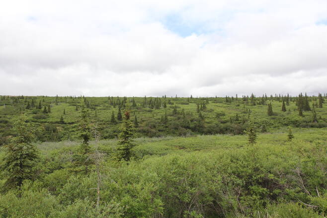 알래스카 영구동토지역(툰드라)의 경계선까지 가문비나무가 진출해 있다. 지구온난화가 빨라지면서 가문비나무가 북상하고 있다.