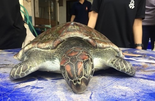 태국 해안에서 플라스틱 쓰레기를 삼키고 죽은 거북이. [사진=AFP연합뉴스]