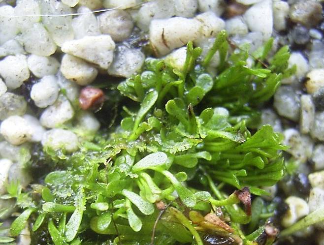 겐리세아 - 위키피디아 제공