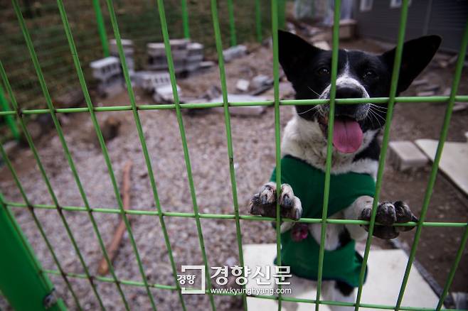 초복(7월17일)을 즈음해 대형마트의 펫숍, 개 식용 문제를 둘러싼 동물권 문제에 관심이 높아지고 있다. 사진은 지난 5월 경기 포천시의 한 사설 유기견보호소에 갇힌 유기견의 모습.    이선명 기자 57km@kyunghyang.com
