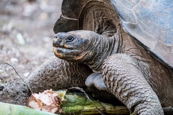 한때 멸종 위기에 처했던 갈라파고스의 상징인 자이언트거북. ‘갈라파고’라는 이름도 이 거북에서 따왔다. 한때 멸종 위기에 처했던 갈라파고스의 상징인 자이언트거북. ‘갈라파고’라는 이름도 이 거북에서 따왔다.