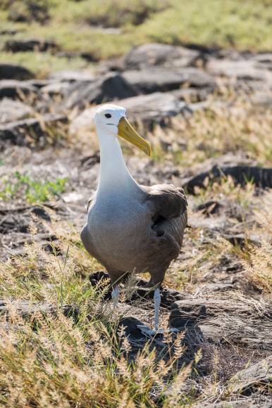 앨버트로스 앨버트로스