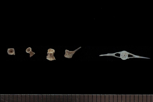 정선 매둔동굴 구석기시대 1층에서 나온 물고기 등뼈 화석 4점. 가장 오른쪽은 피라미 등뼈와 가시. [연세대 박물관 제공]