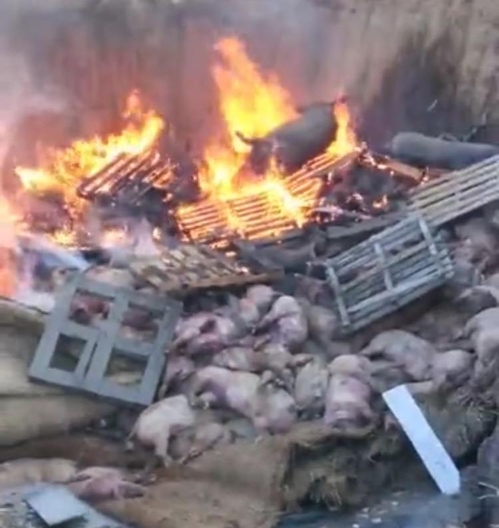전염병 확산방지 돼지 살처분·소각