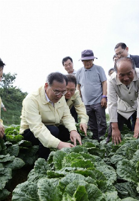 이개호 장관, 배추 등 가뭄 피해 상황 점검. (사진=농림축산식품부 제공)