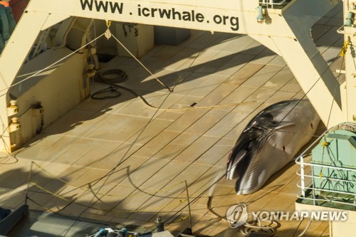 남극해에서 일본 니신마루호에 잡힌 밍크 고래 [EPA=연합뉴스]