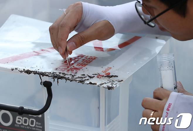 중국산 조경용 석재에서 붉은불개미가 발견됐다. 18일 오후 대구 북구의 한 아파트 건설현장에서 환경부 관계자들이 토양을 수거해 서식하는 개미를 확인하고 있다. 2018.9.18/뉴스1 © News1 공정식 기자