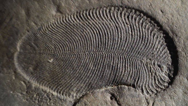 최초의 동물 ‘디킨소니아’(Dickinsonia) 화석. 호주국립대학교(ANU) 제공
