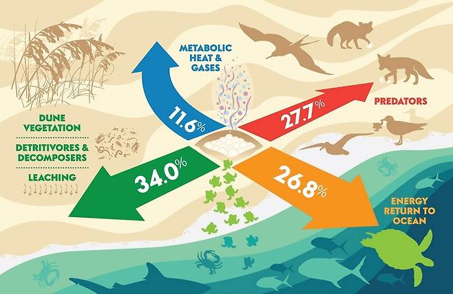 바다거북이 산란을 통해 바다의 영양분을 육지로 옮기는 경로. 26.8%만 새끼에 돌아가고 나머지는 식물(34.0%), 육상 포식자(27.7%)로 간다. 11.6%는 자신의 대사로 쓰인다. 로비치 외 (2018) ‘바이오사이언스’ 제공.