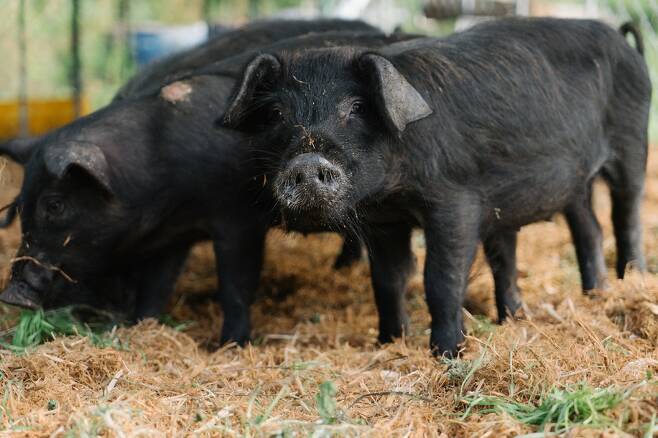 하하농장 돼지들은 농작물 부산물을 발효한 사료와 풀을 먹고 산다. 김성만씨 제공