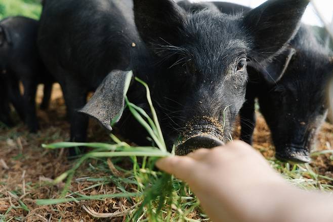 하하농장 돼지들이 농장 인근에서 베어온 풀을 먹으려 다가오고 있다. 이 곳 돼지들이 특히 좋아하는 풀은 환삼덩굴이다. 김성만씨 제공
