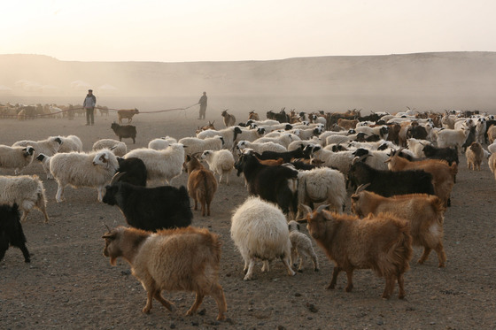 몽골 남부 지역의 유목민들이 모터펌프로 퍼올린 물을 양과 염소에게 주기 위해 호스를 끌어당기고 있다. [오문고비=김경빈 기자]