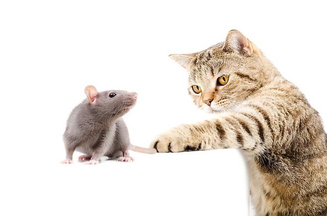 덩치가 크고 위험할 수 있는 집쥐는 고양이의 마지막 먹이일 뿐이다. 게티이미지뱅크 제공.