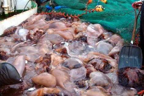 서해안 어부의 그물에 잔뜩 걸린 해파리. 한겨레 자료 사진.